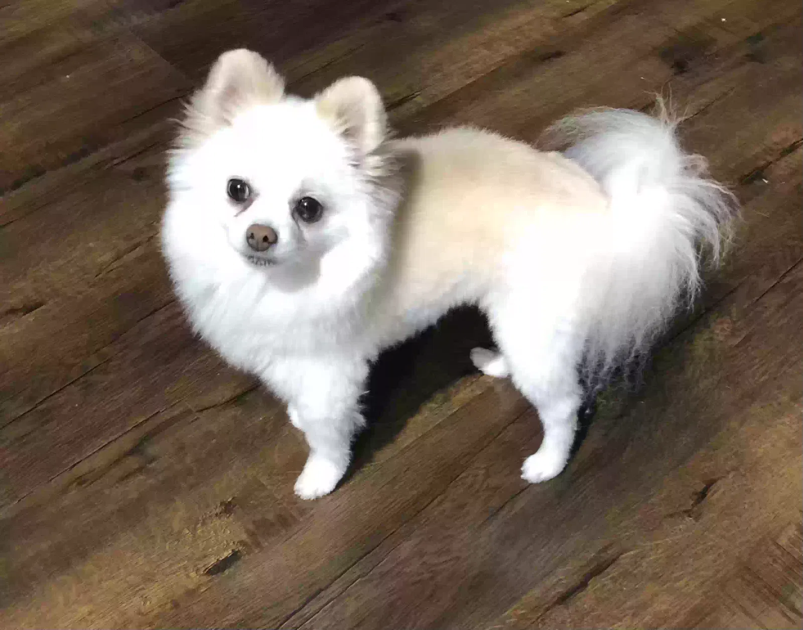 Lost dog in Missouri City, TX, 77489