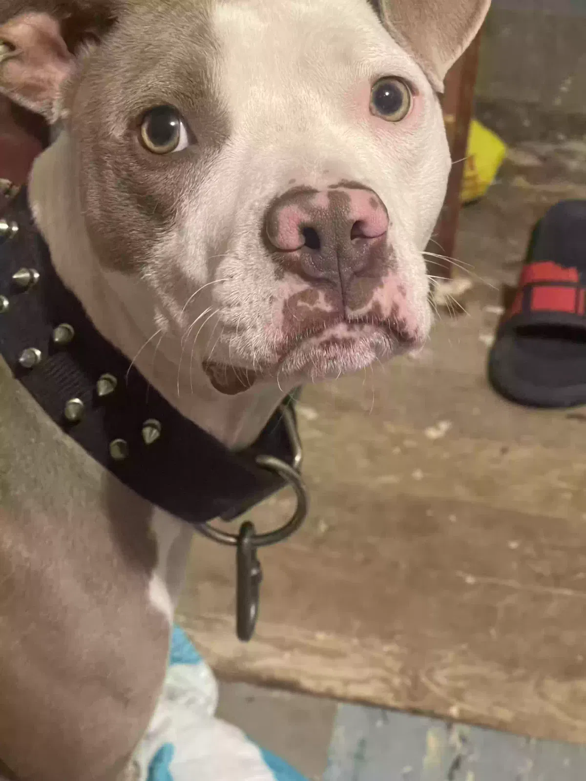 Lost dog in Redford, MI, 48240