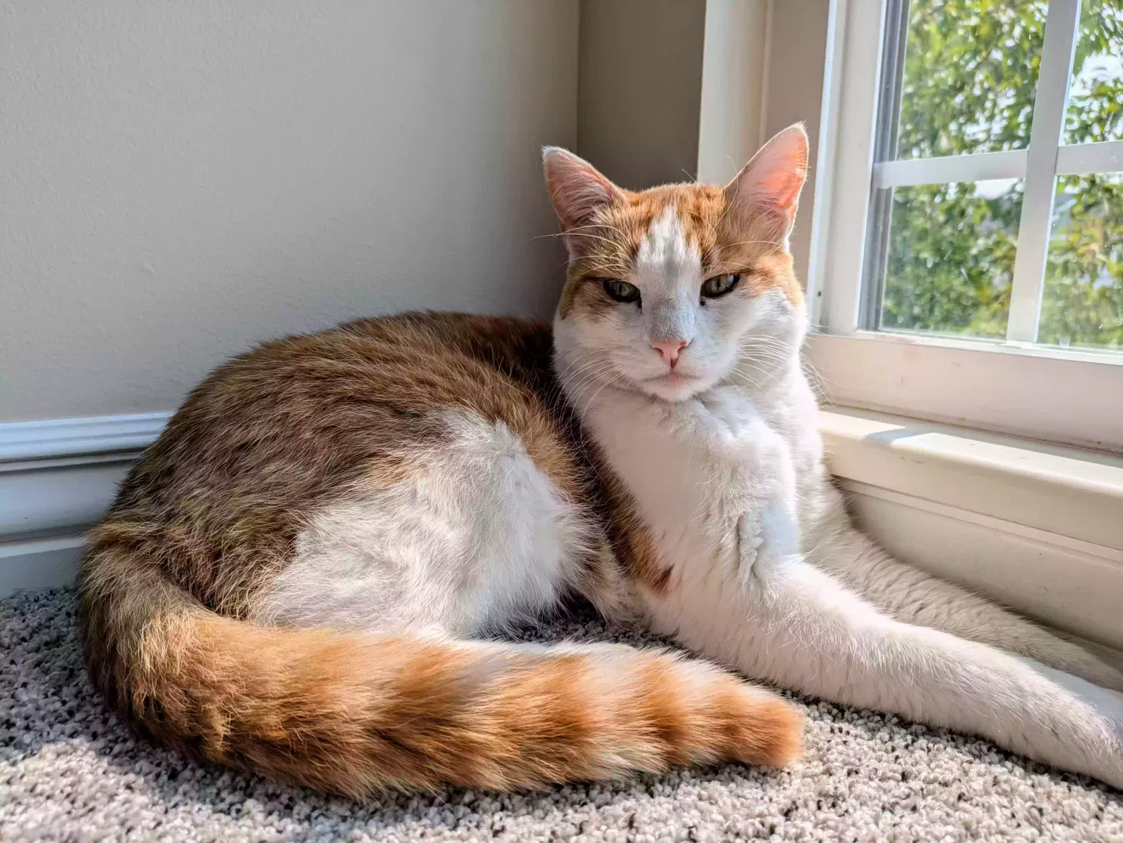 Lost cat in Harrah, OK, 73045