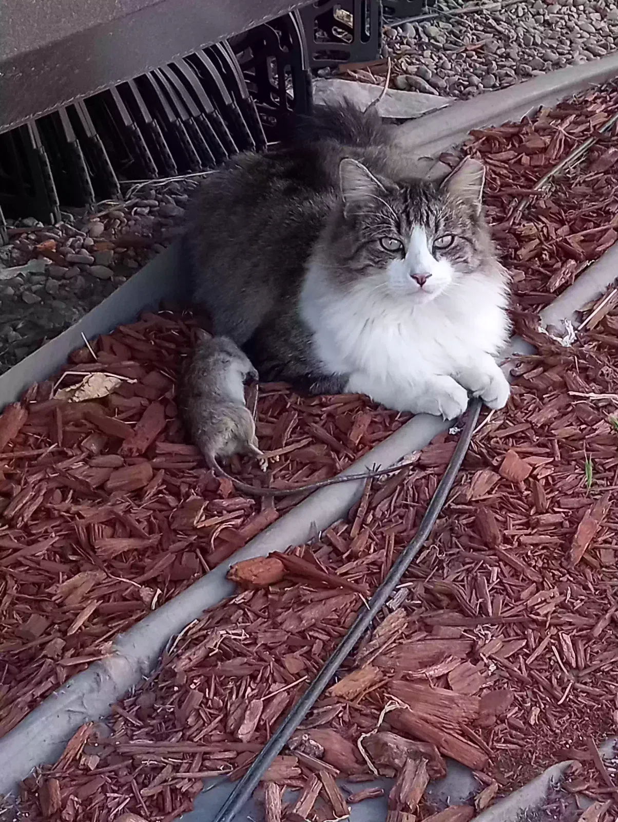 Lost cat in Tracy, CA, 95304