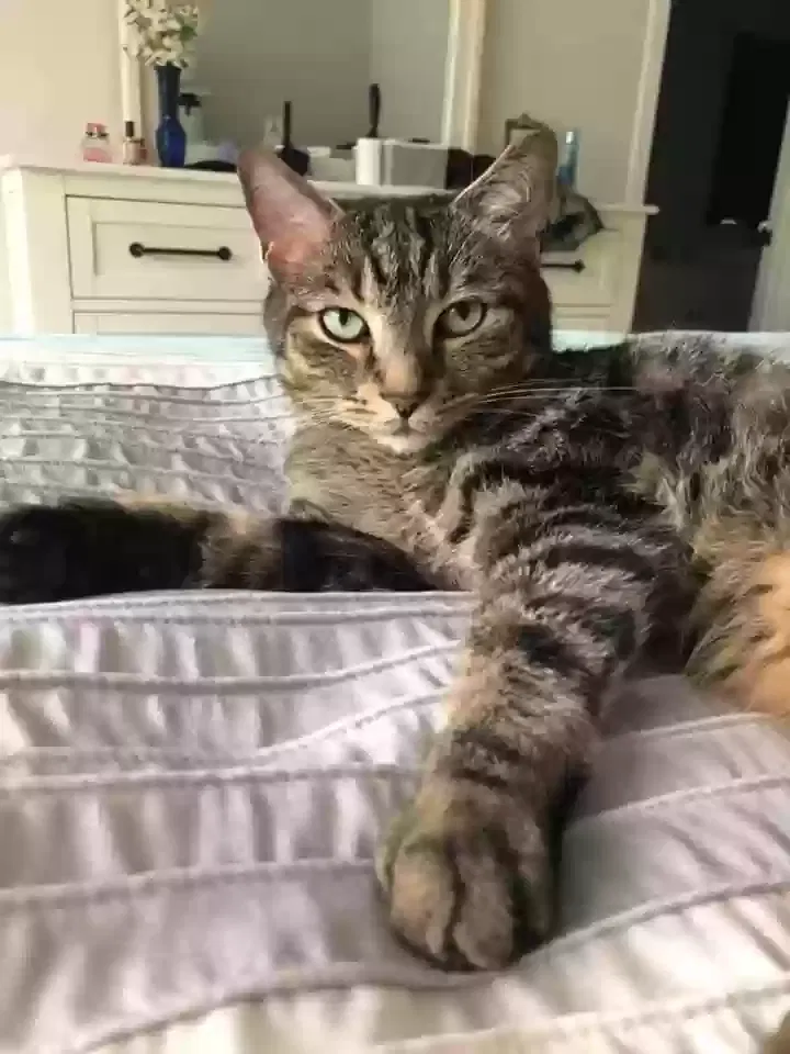 Lost cat in Midlothian, VA, 23114