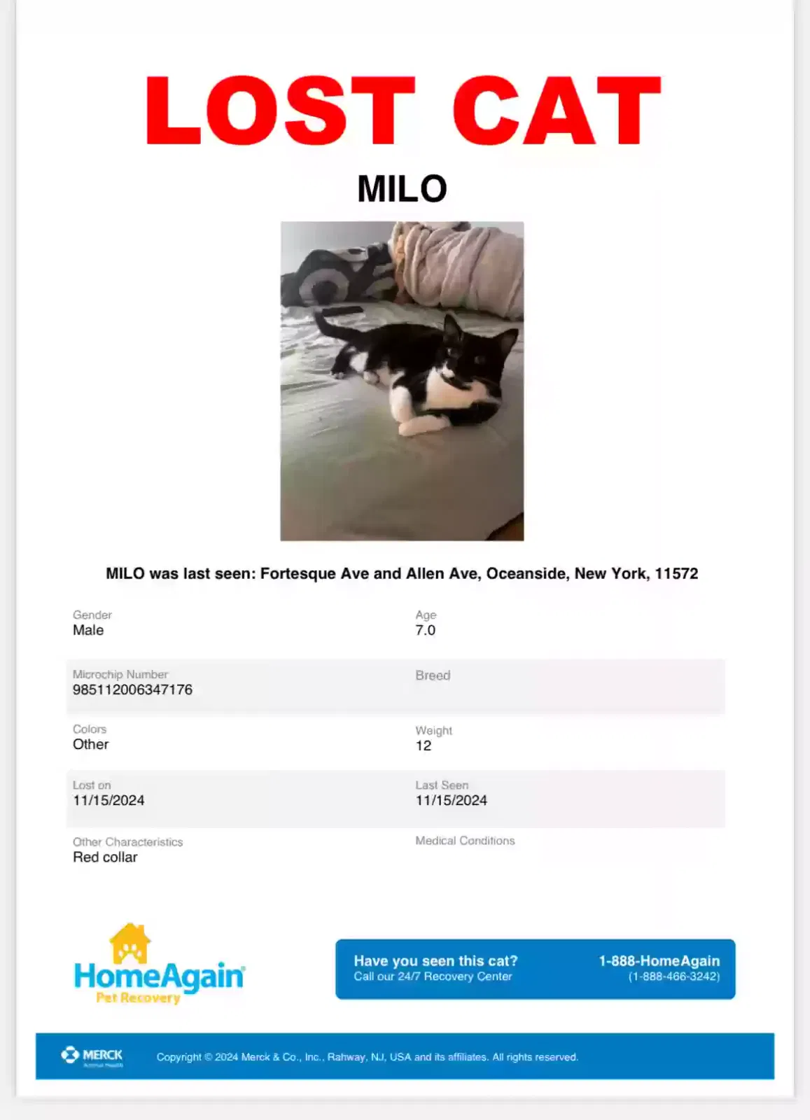 Lost cat in Oceanside, NY, 11572
