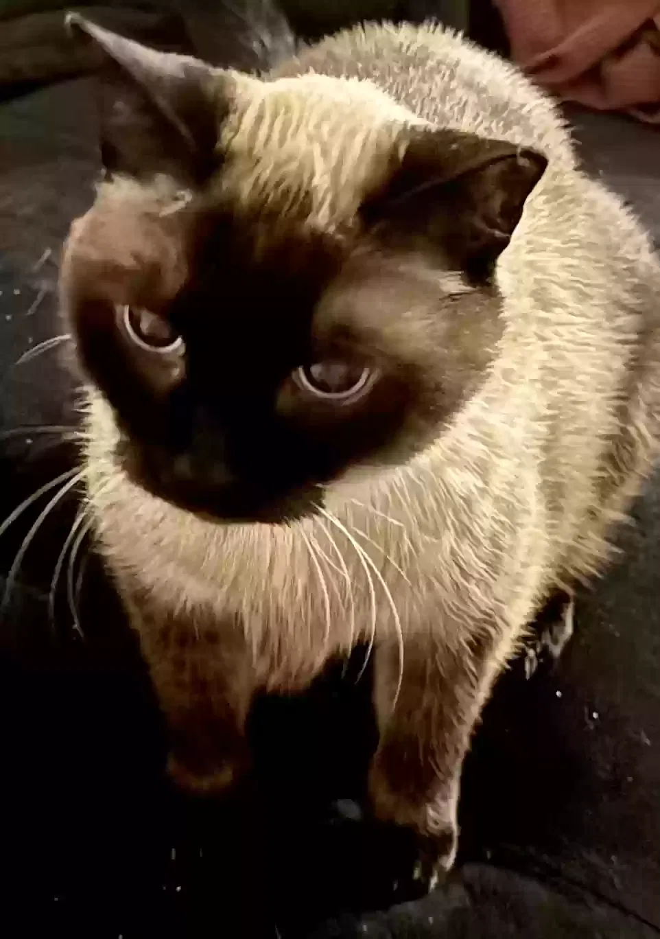 Lost cat in Cape Coral, FL, 33909