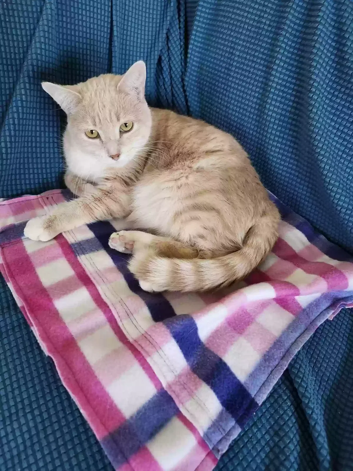 Lost cat in Albuquerque, NM, 87106