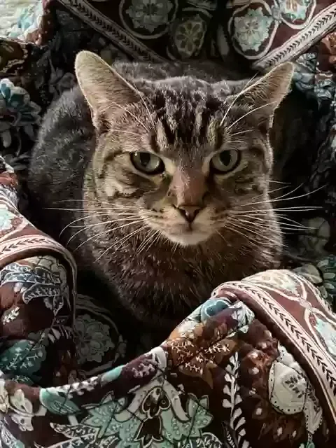 Lost cat in Saint Louis, MO, 63123