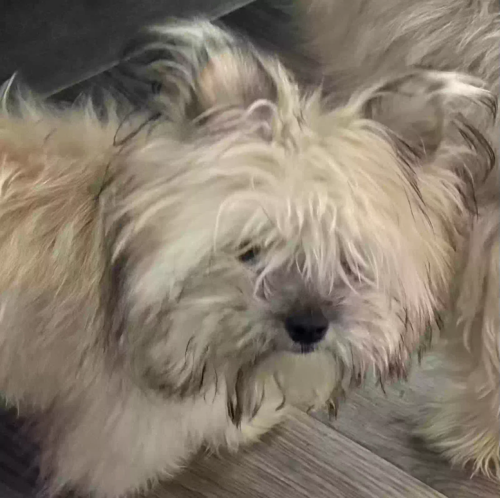 Lost dog in Denver, CO, 80229