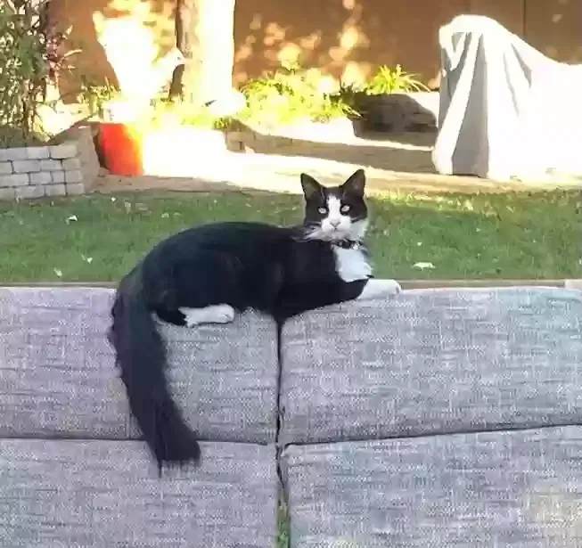Lost cat in San Jose, CA, 95128