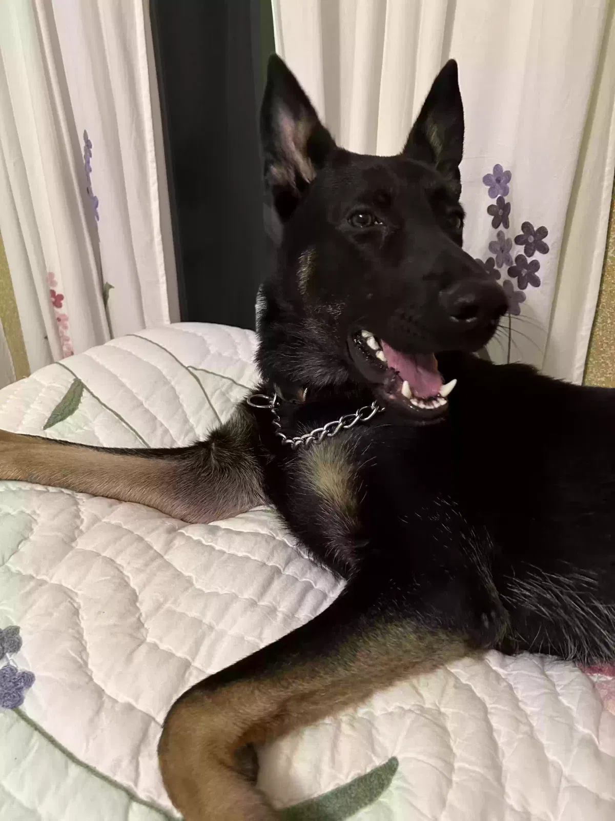Lost dog in Muskegon, MI, 49442