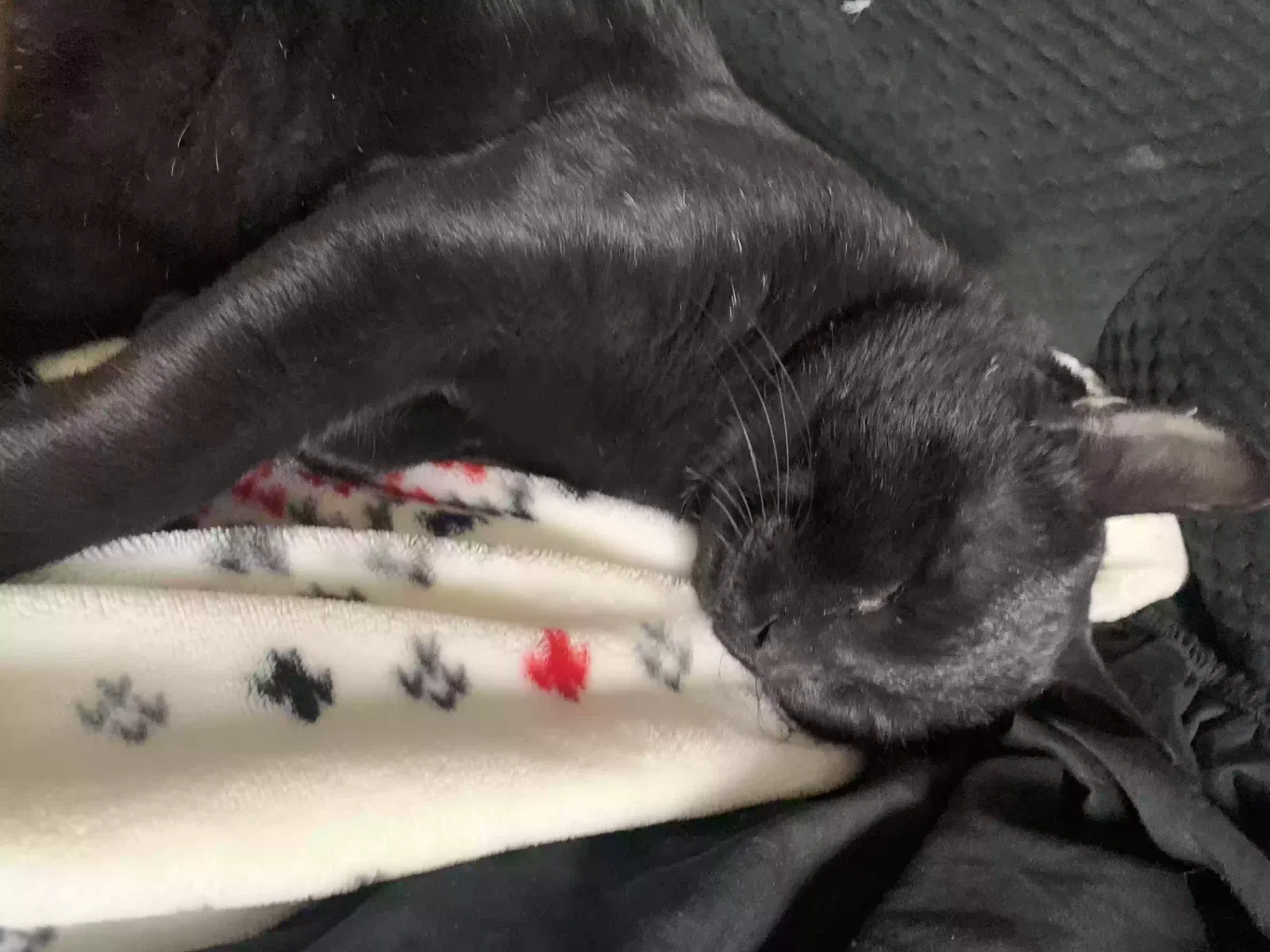 Lost cat in North Las Vegas, NV, 89032