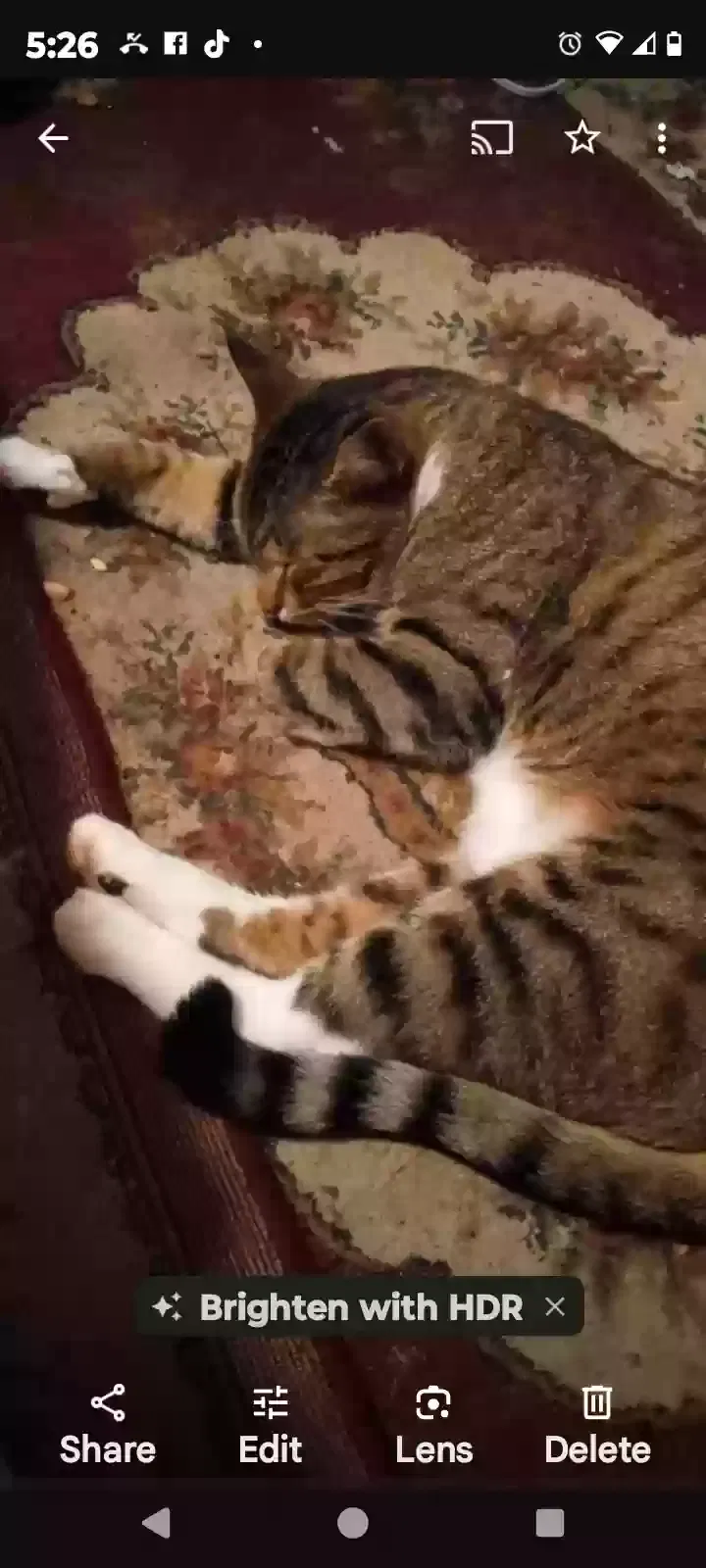 Lost cat in Old Town, FL, 32680