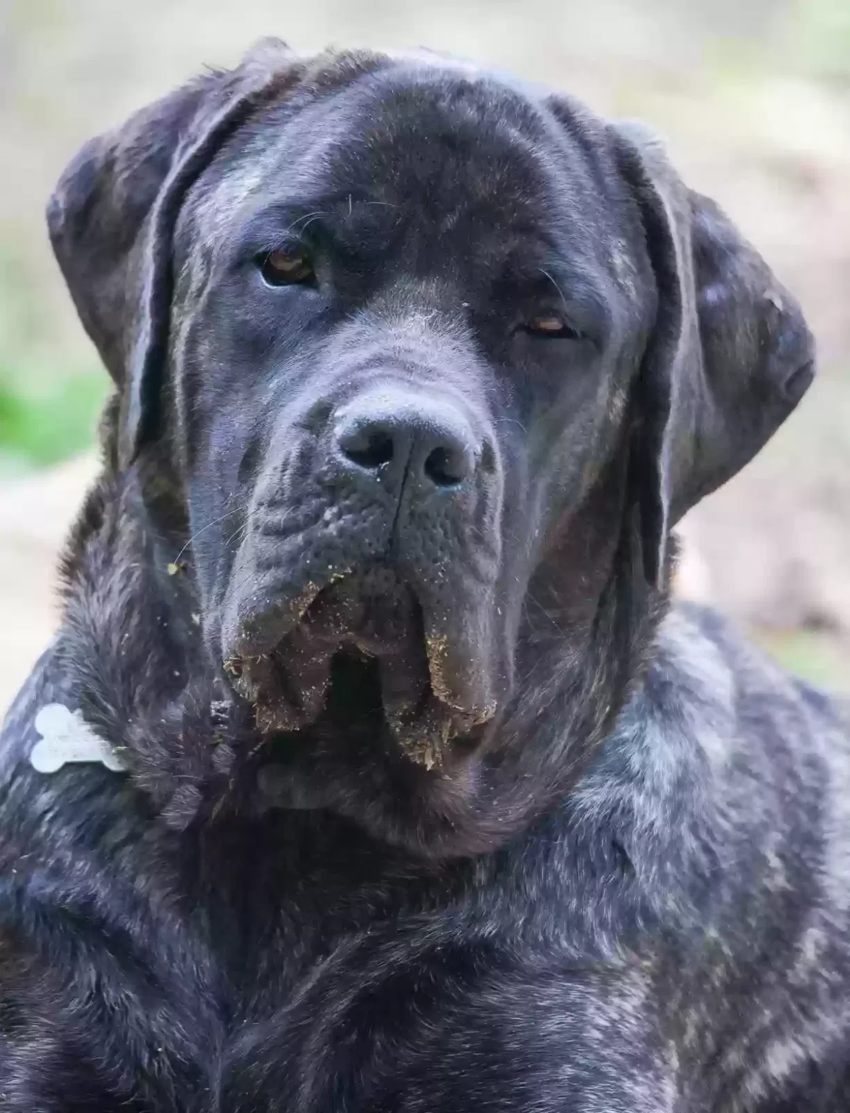 Lost dog in Gary, IN, 46409