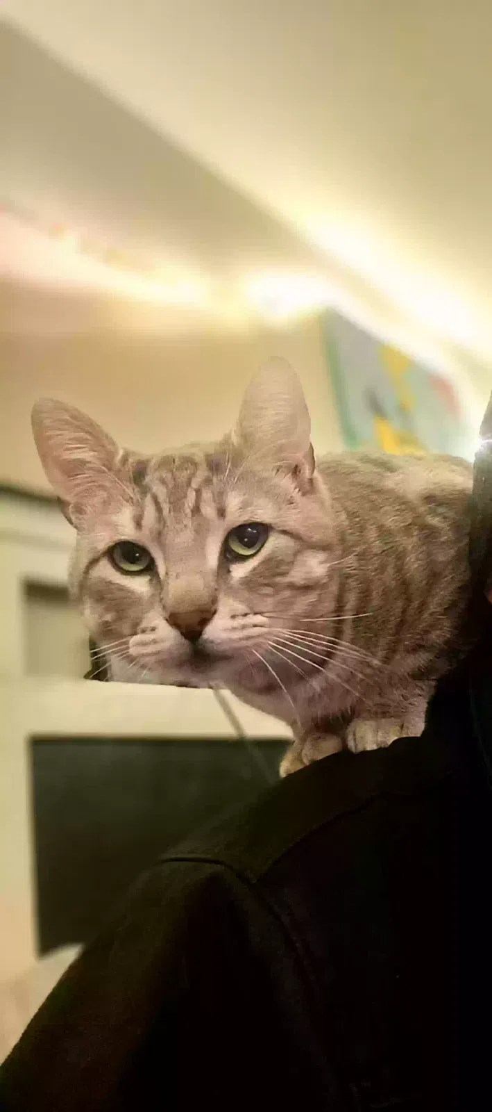 Lost cat in Powder Springs, GA, 30127