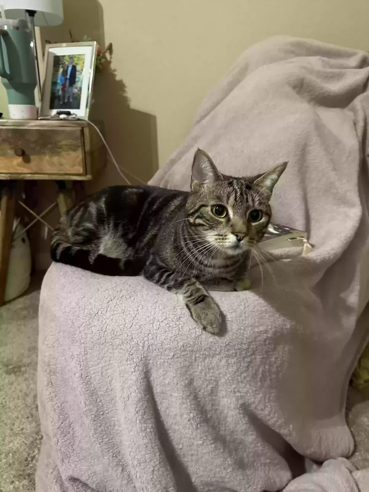 Lost cat in Loganville, GA, 30052