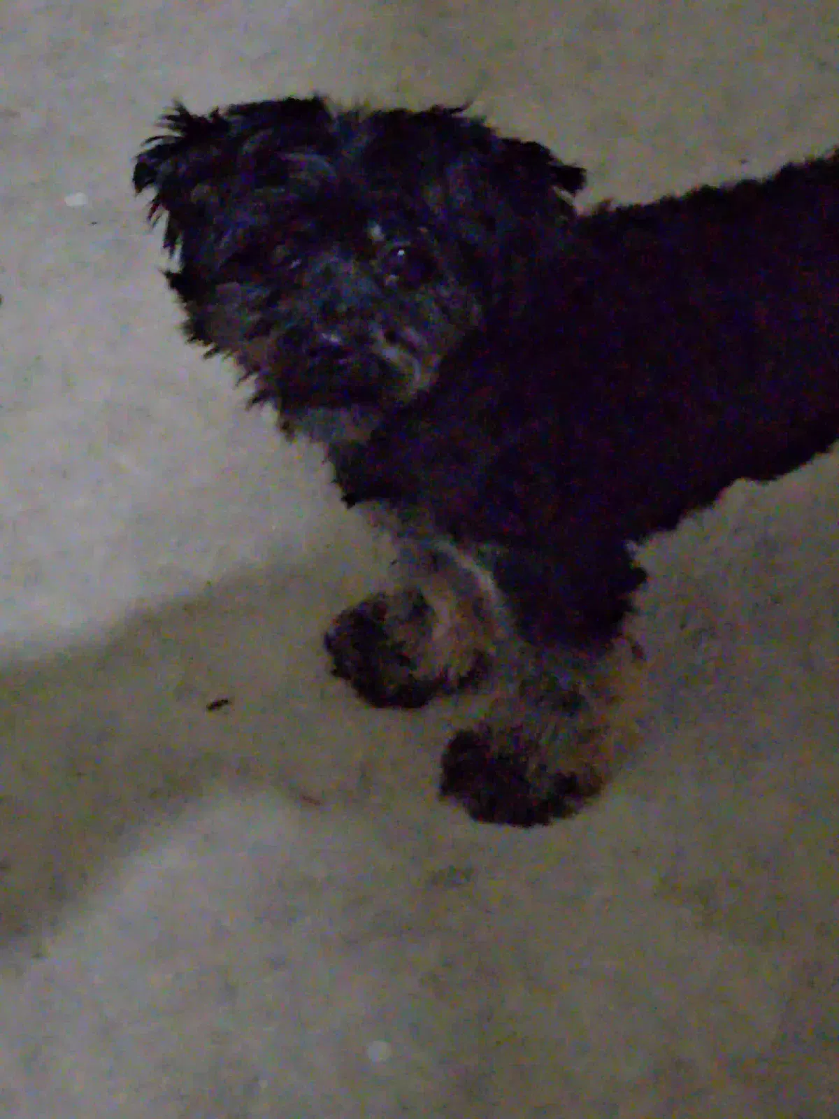 Lost dog in Lackland A F B, TX, 78236
