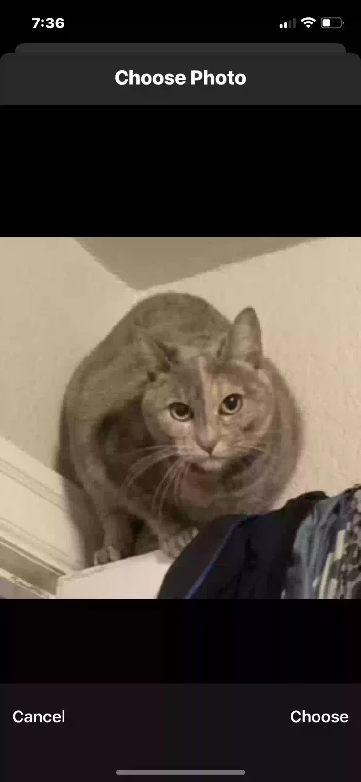 Lost cat in Bremerton, WA, 98312