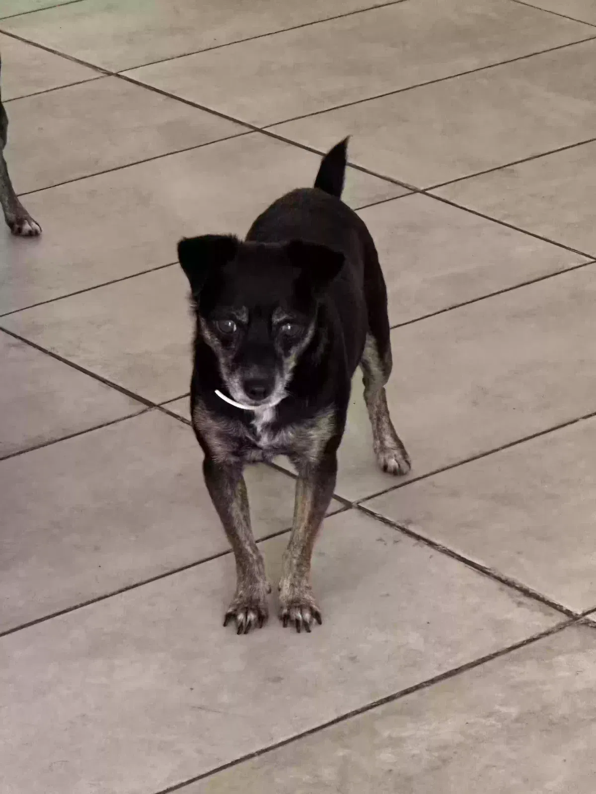 Lost dog in North Hollywood, CA, 91605