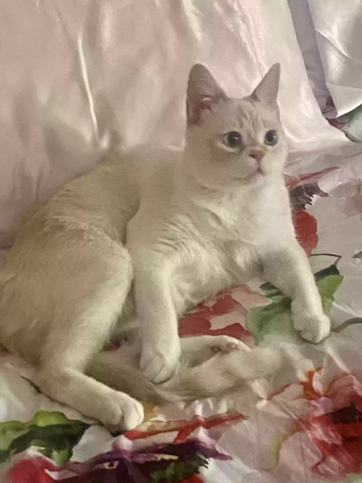 Lost cat in Claremont, CA, 91711