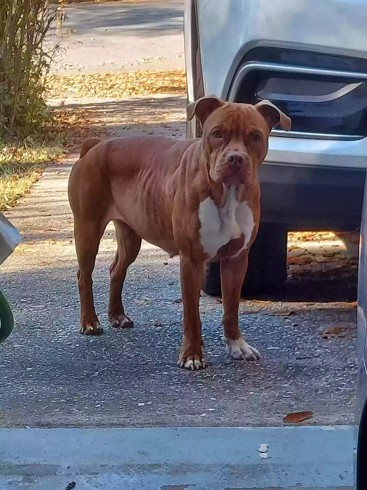 Found dog in Snellville, GA, 30039