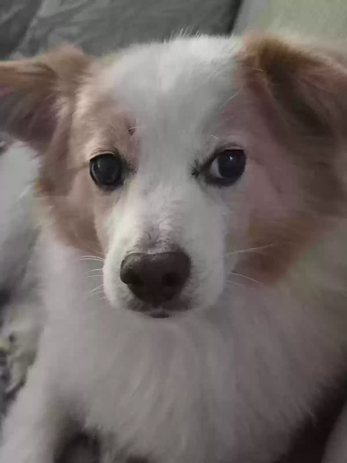 Lost dog in Las Vegas, NV, 89147