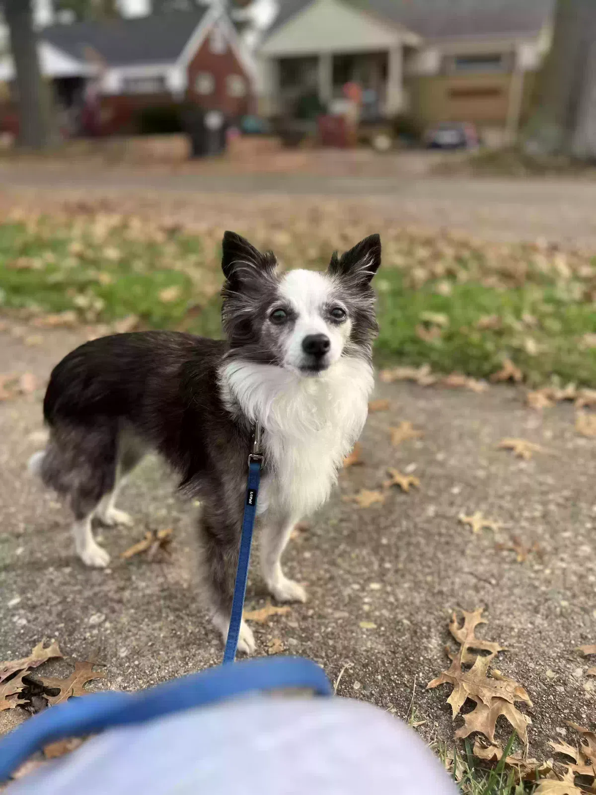 Lost dog in Cincinnati, OH, 45238