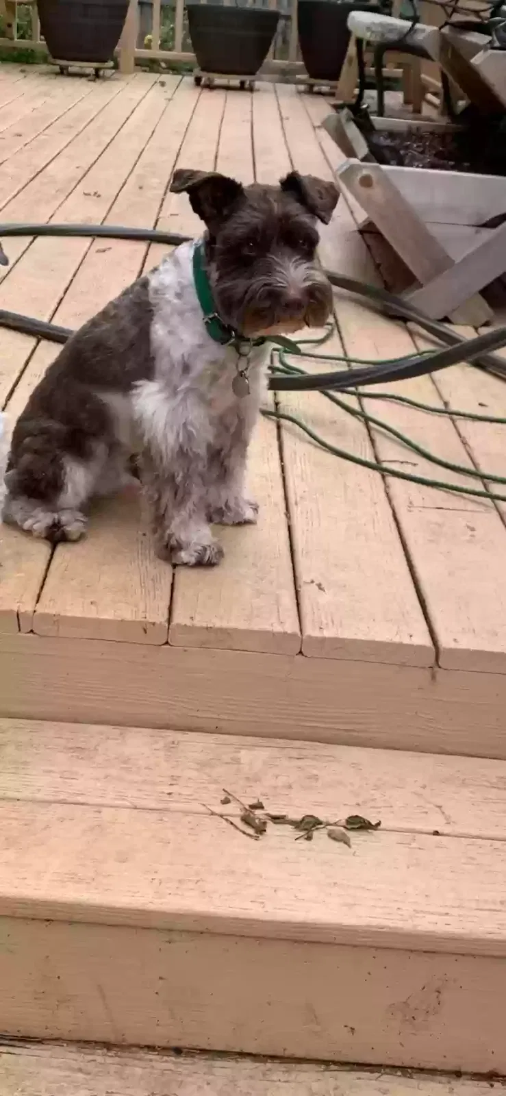 Lost dog in Murfreesboro, TN, 37128