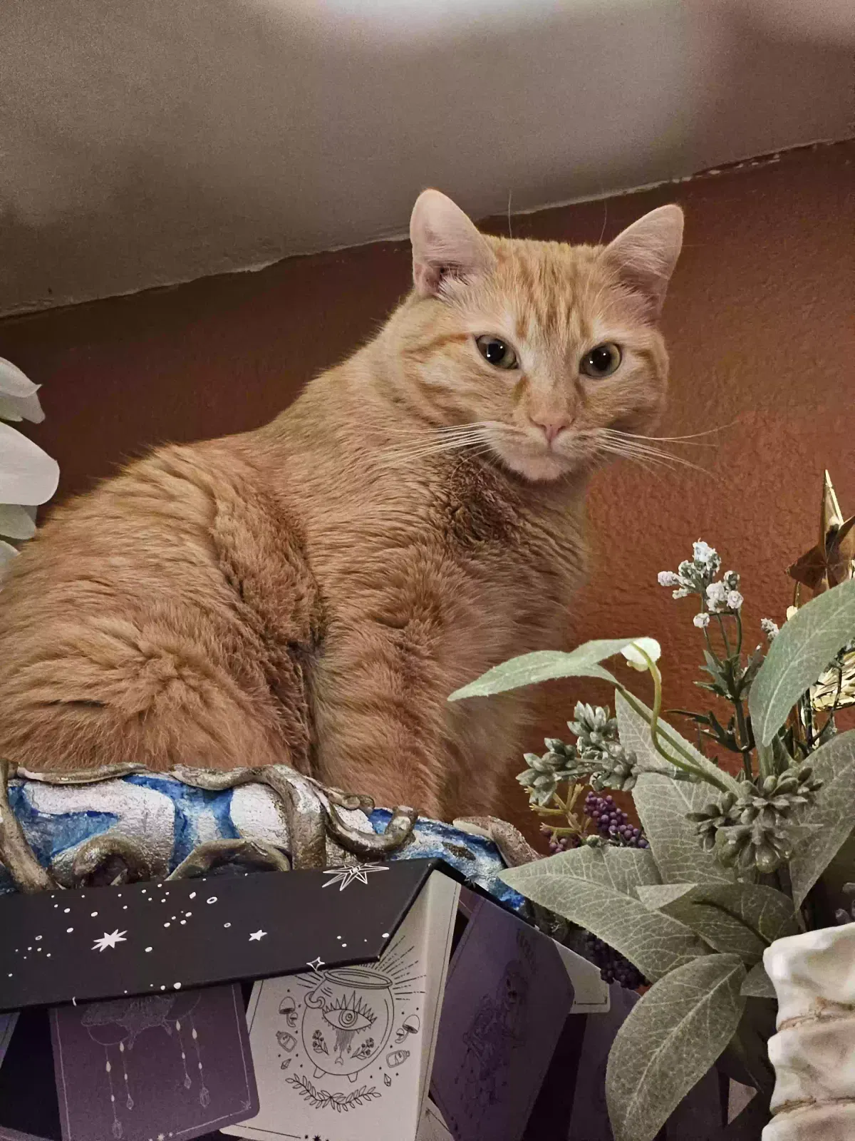 Lost cat in Sherman Oaks, CA, 91423