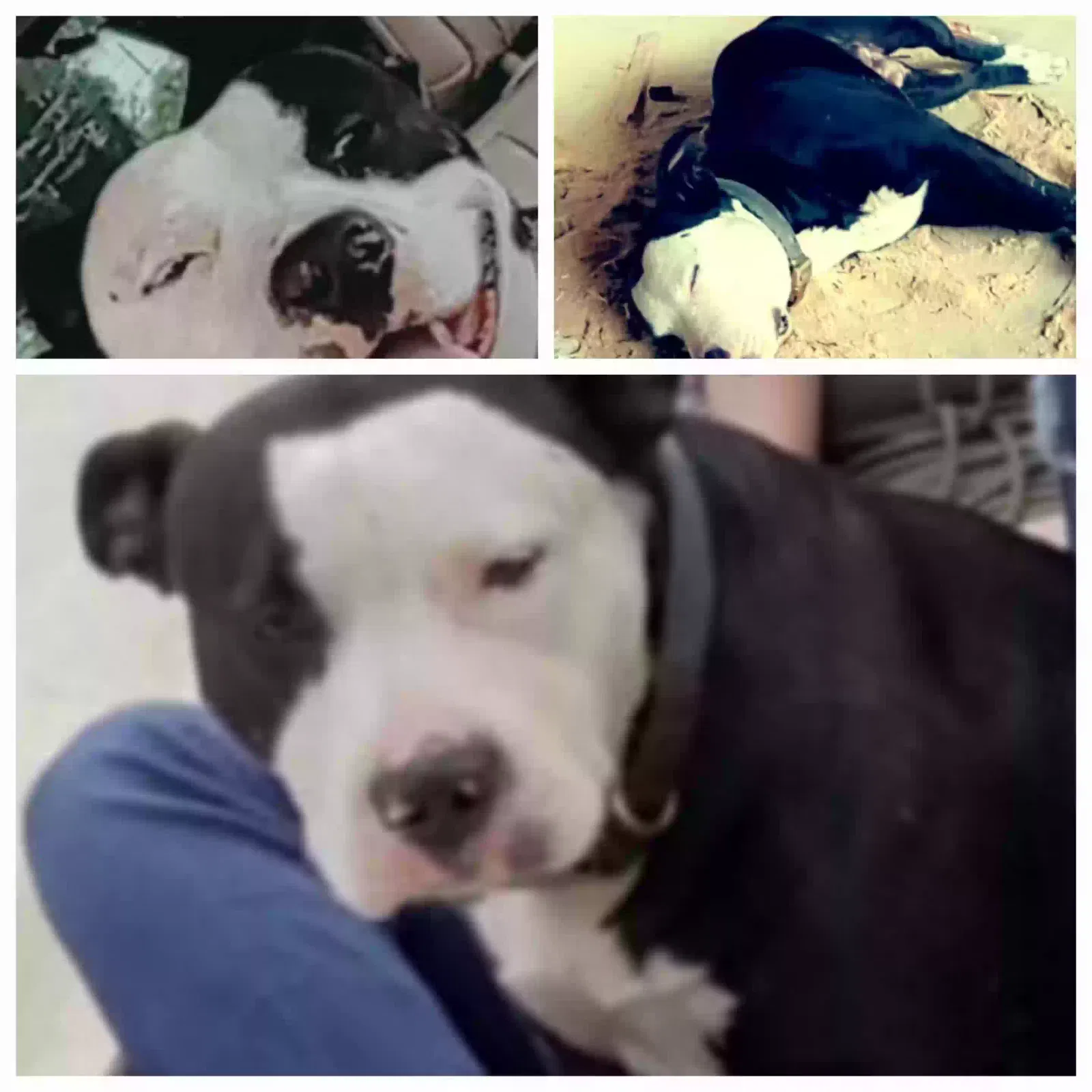 Lost dog in Lake City, FL, 32055