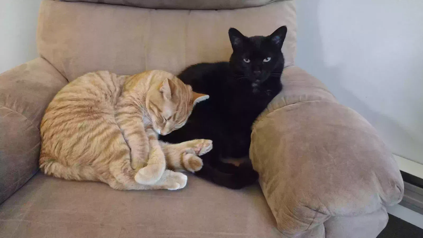 Lost cat in Manchester Township, NJ, 8759