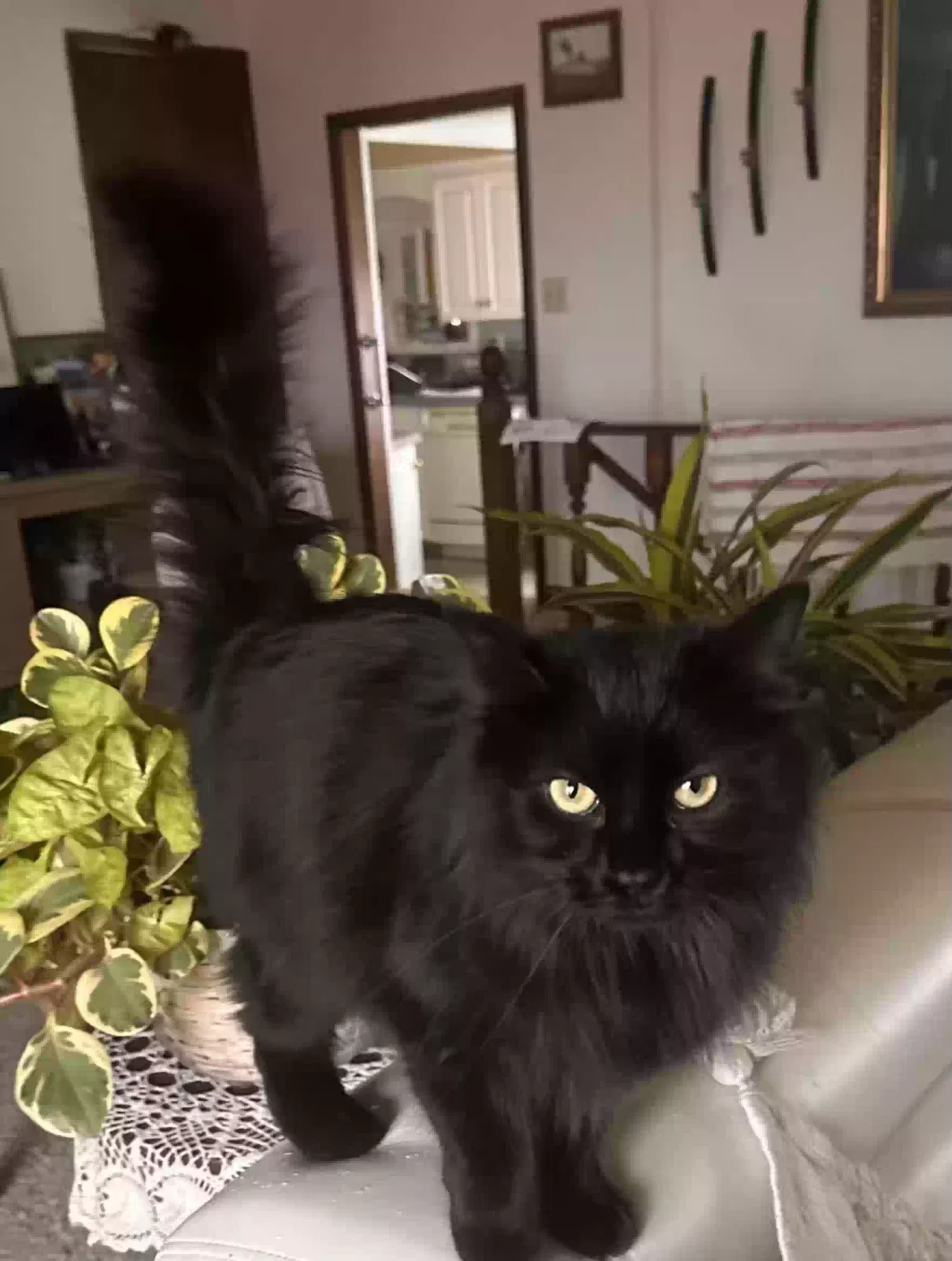 Lost cat in North Port, FL, 34286