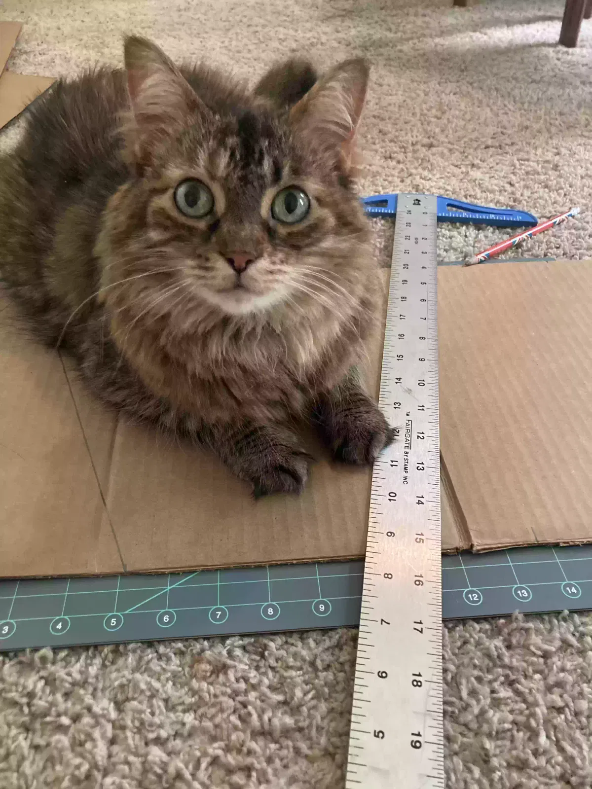 Lost cat in Warren, MI, 48088