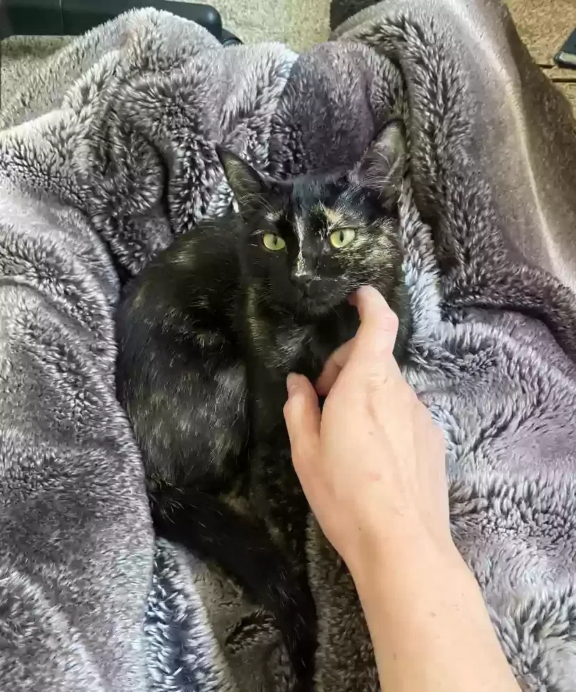 Lost cat in Eagle Mountain, UT, 84005