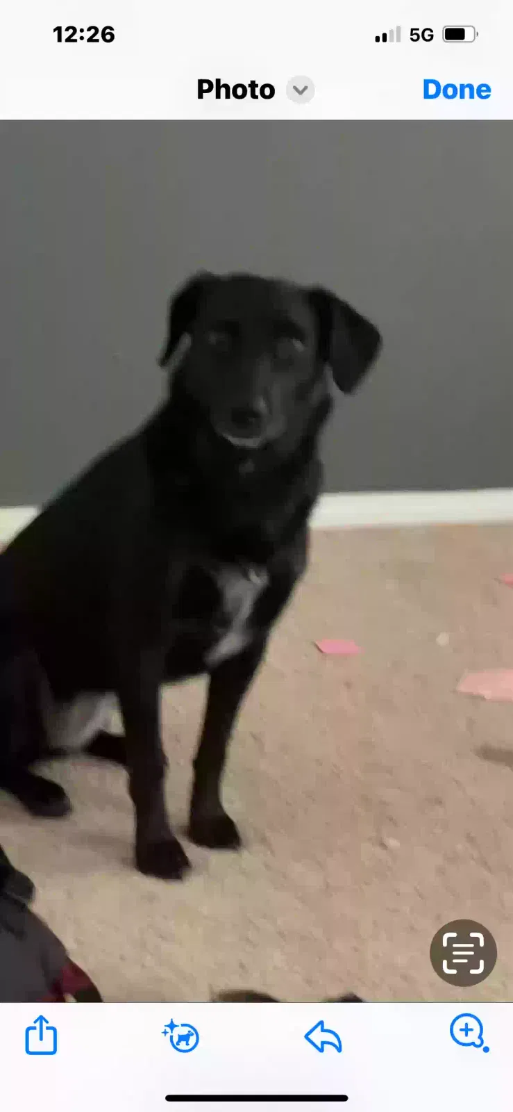 Lost dog in Las Vegas, NV, 89143