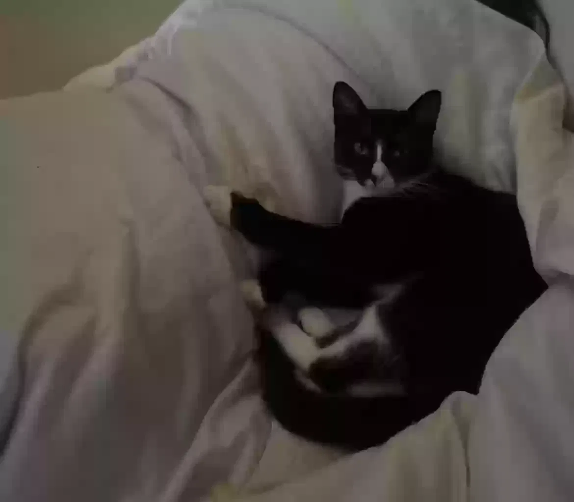 Lost cat in Tarzana, CA, 91356