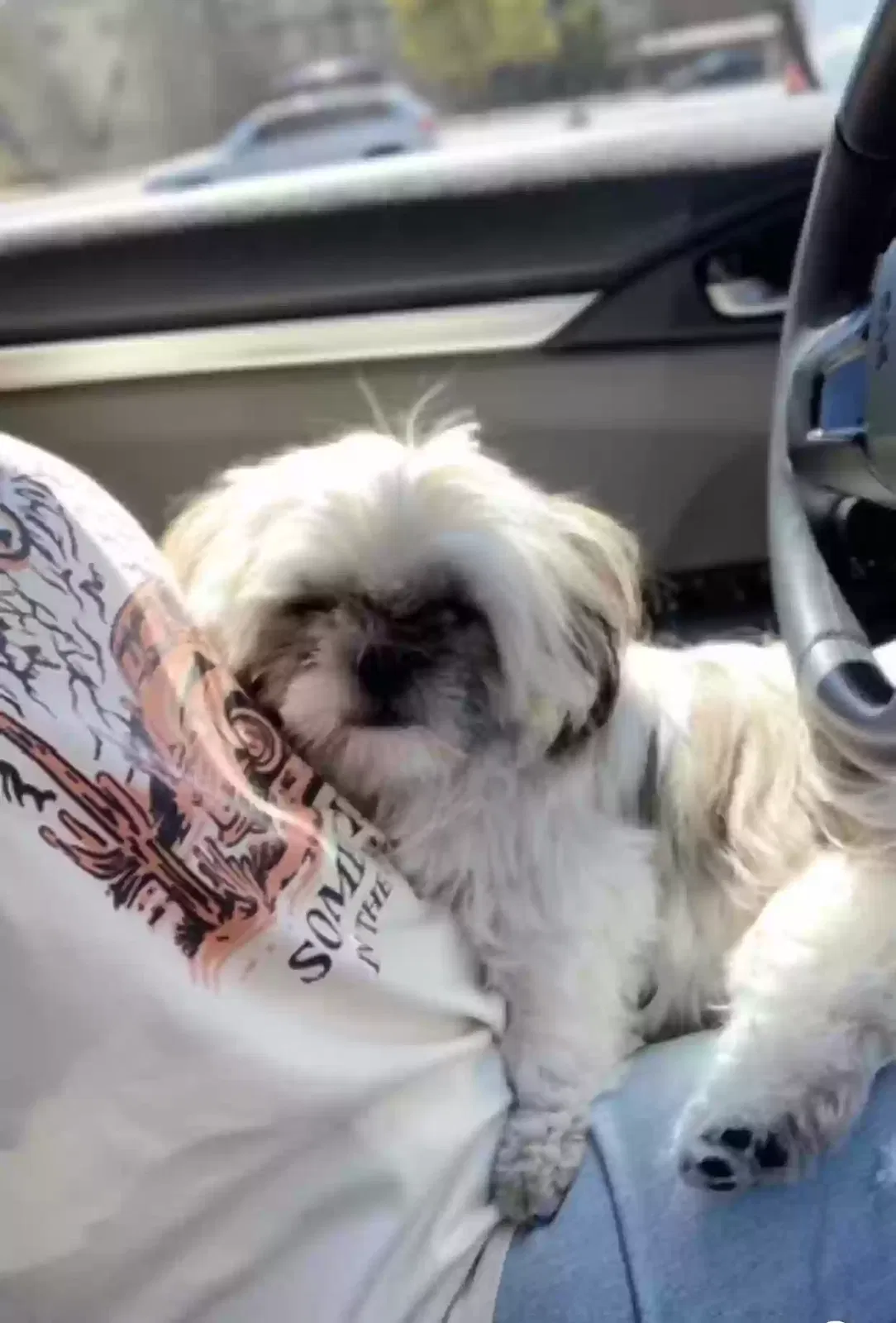 Lost dog in Salt Lake City, UT, 84104