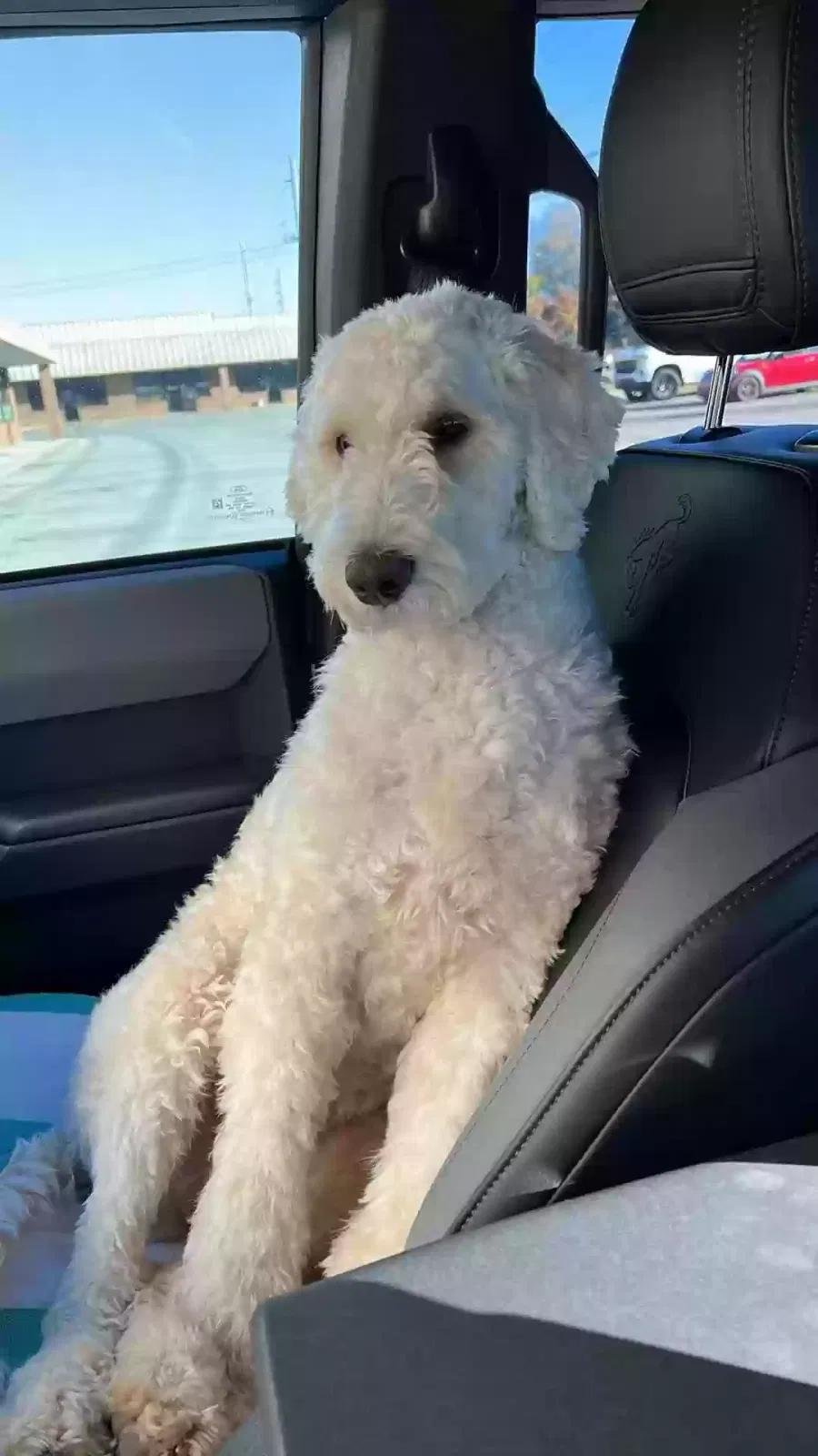 Lost dog in Fayetteville, TN, 37334