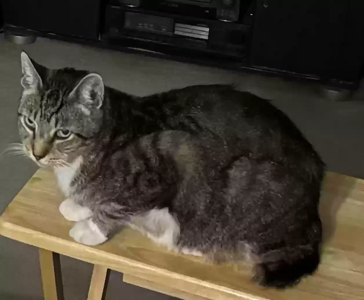Lost cat in Lake City, FL, 32025