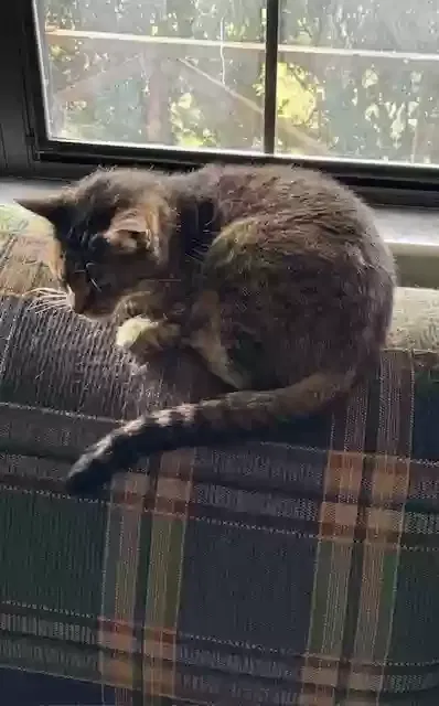 Lost cat in Lake City, FL, 32025