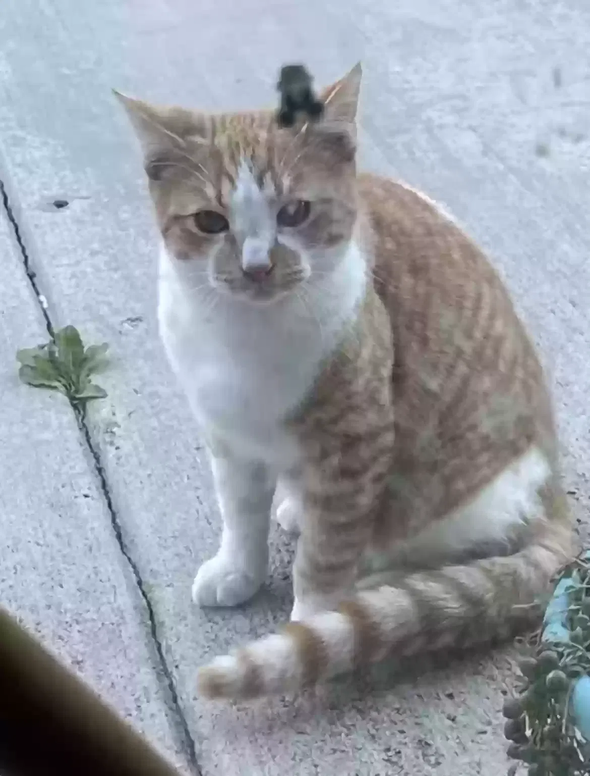Lost cat in Riverside, CA, 92509