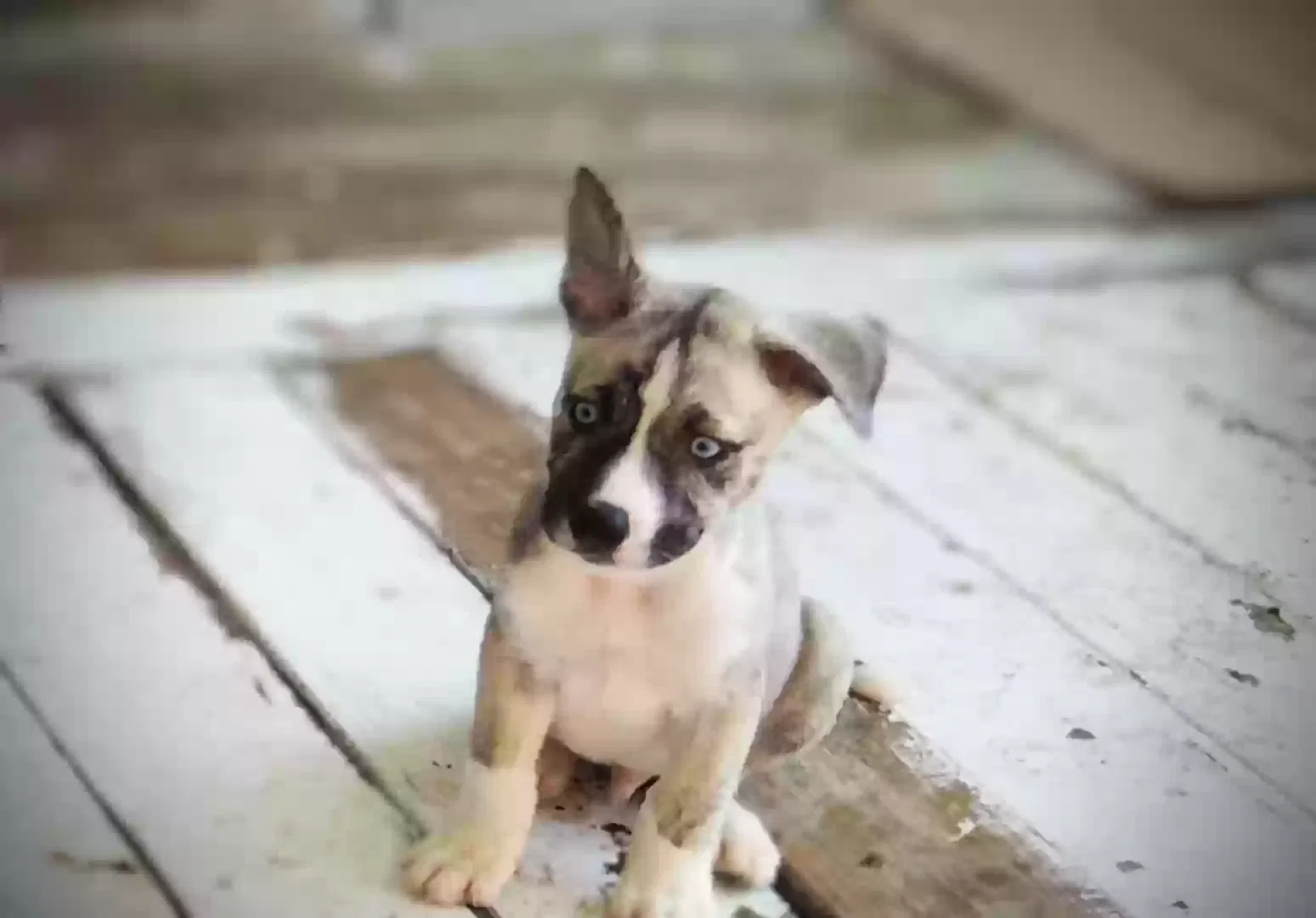 Lost dog in Independence, MO, 64053