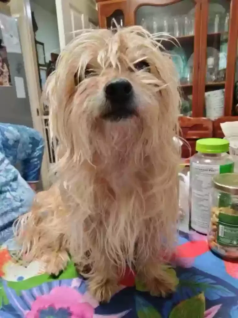 Lost dog in Fullerton, CA, 92833