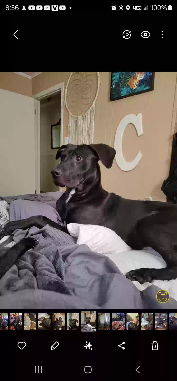 Lost dog in Advance, NC, 27006