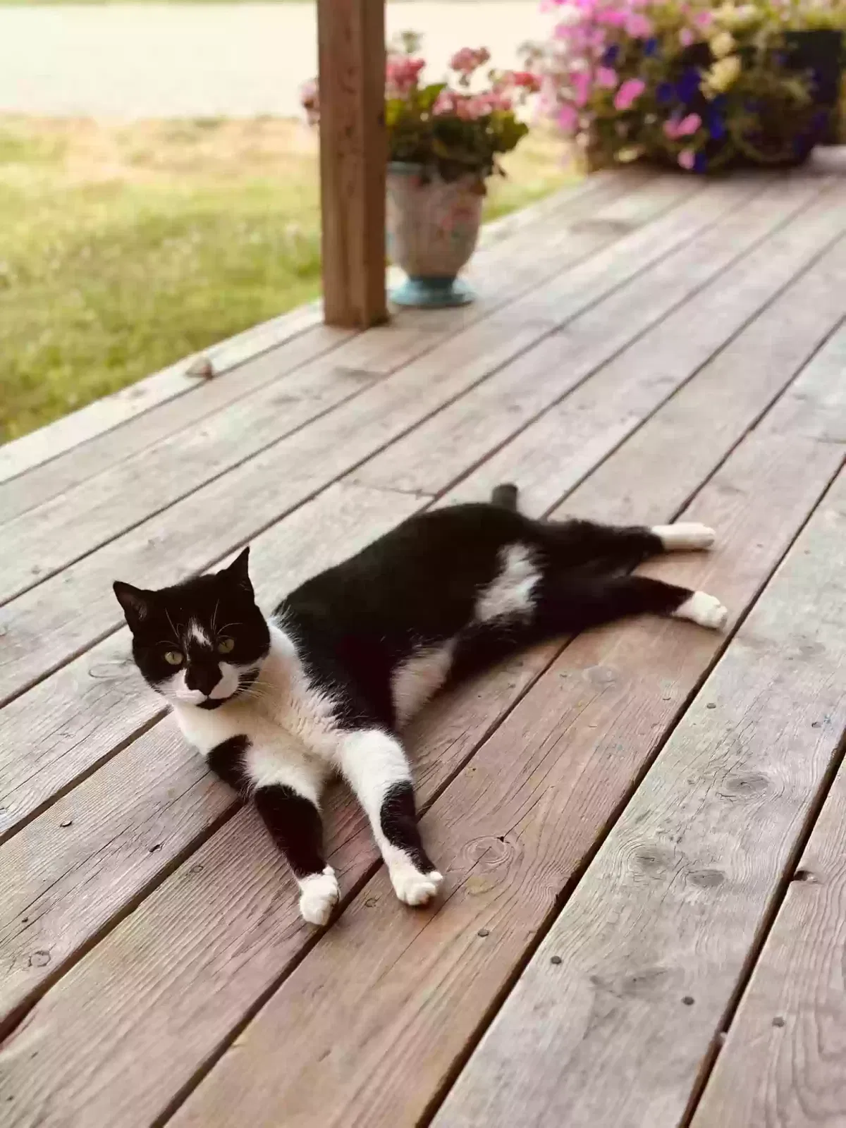 Lost cat in Chillicothe, OH, 45601