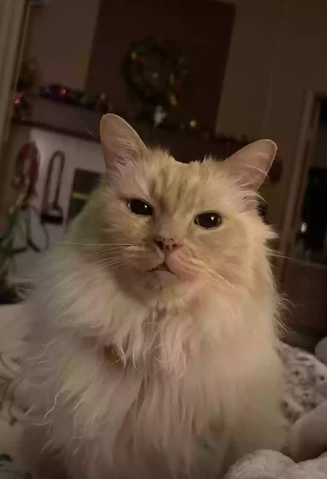 Lost cat in North Las Vegas, NV, 89032