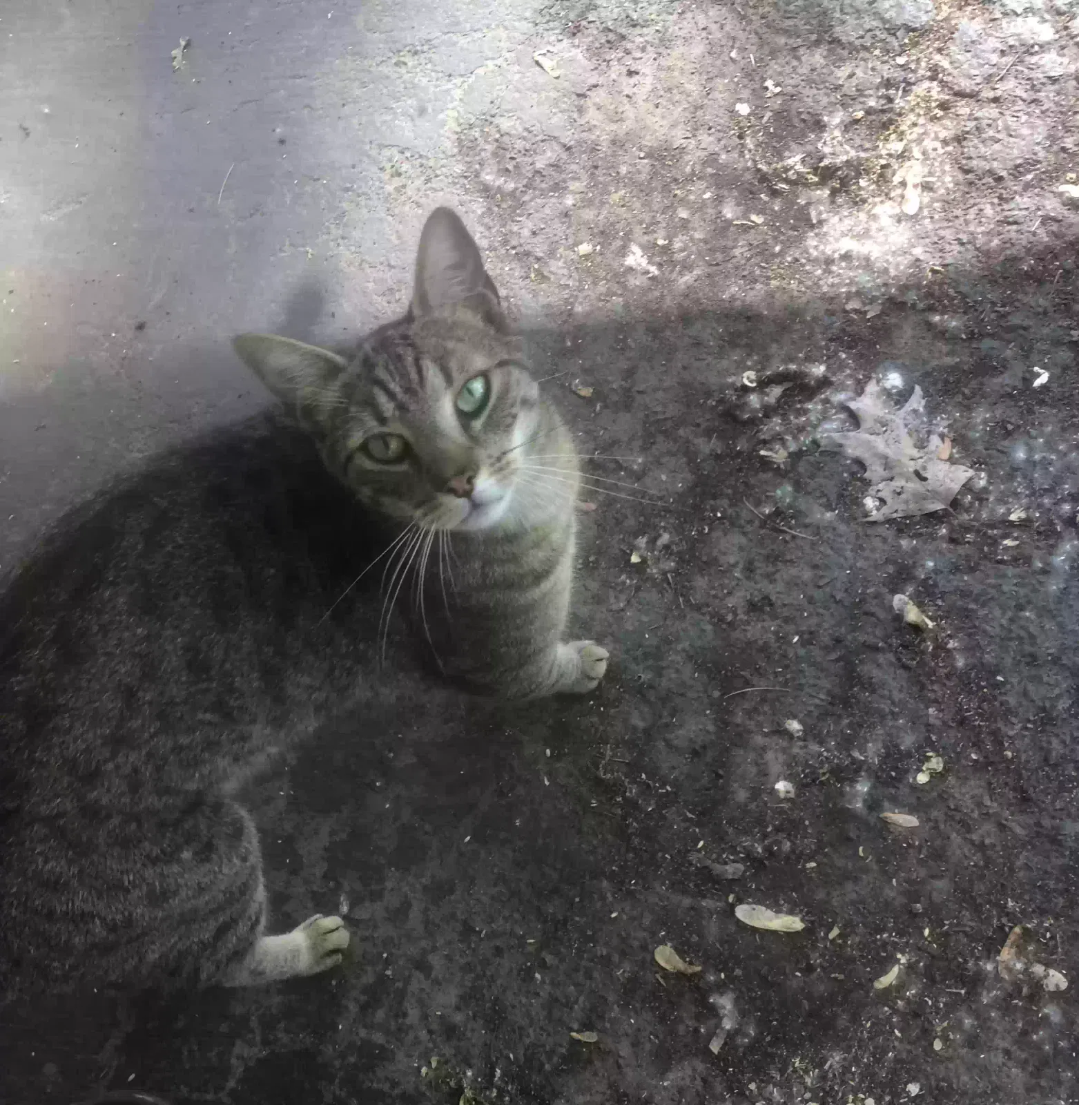 Lost cat in Rochester, NY, 14625