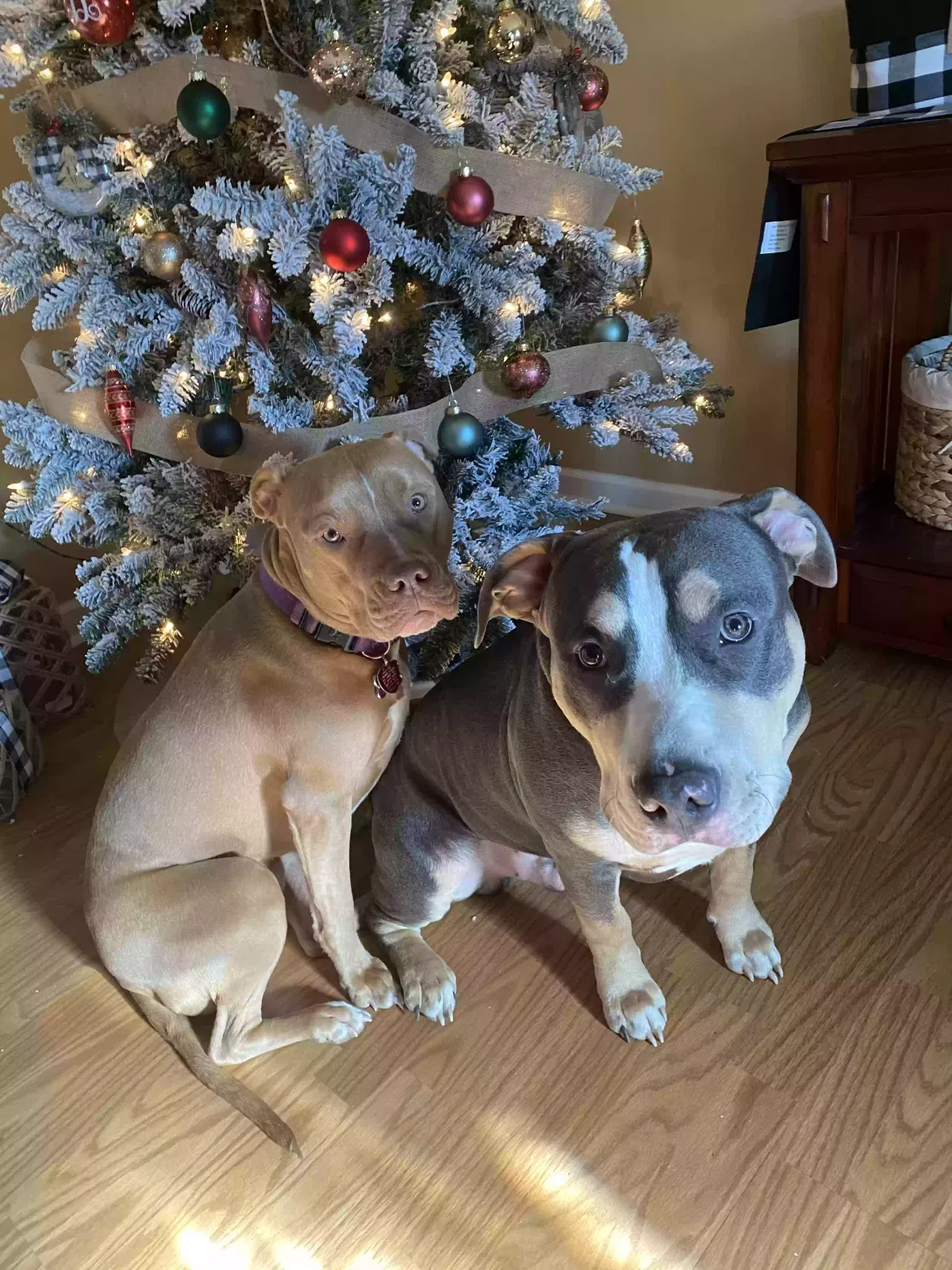 Lost dog in Boaz, AL, 35957