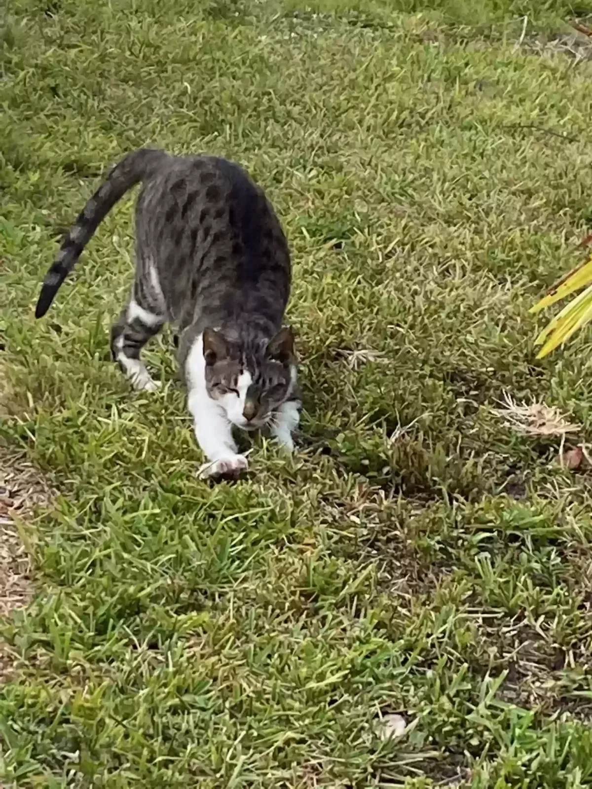 Lost cat in Ocala, FL, 34473