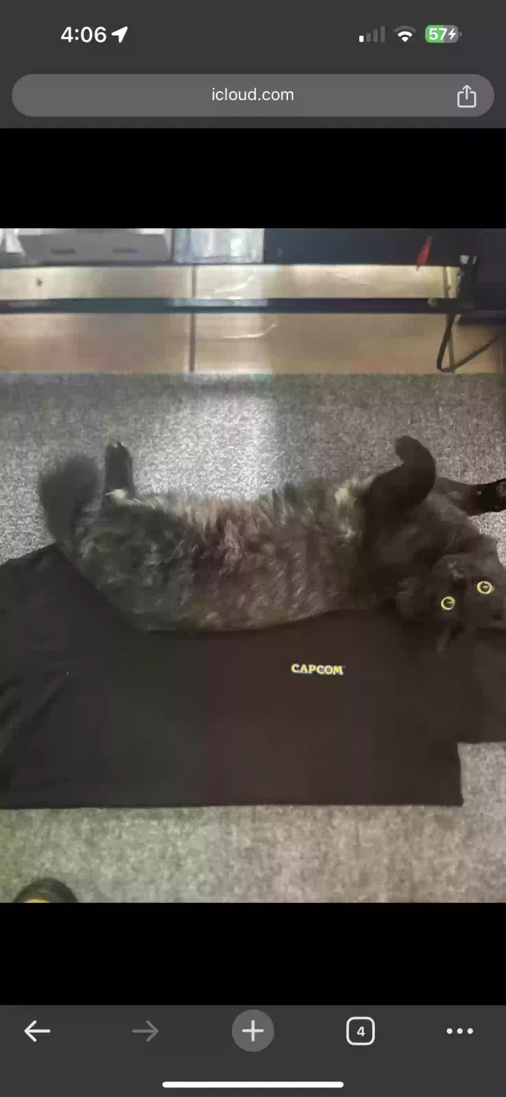 Lost cat in Ontario, CA, 91762