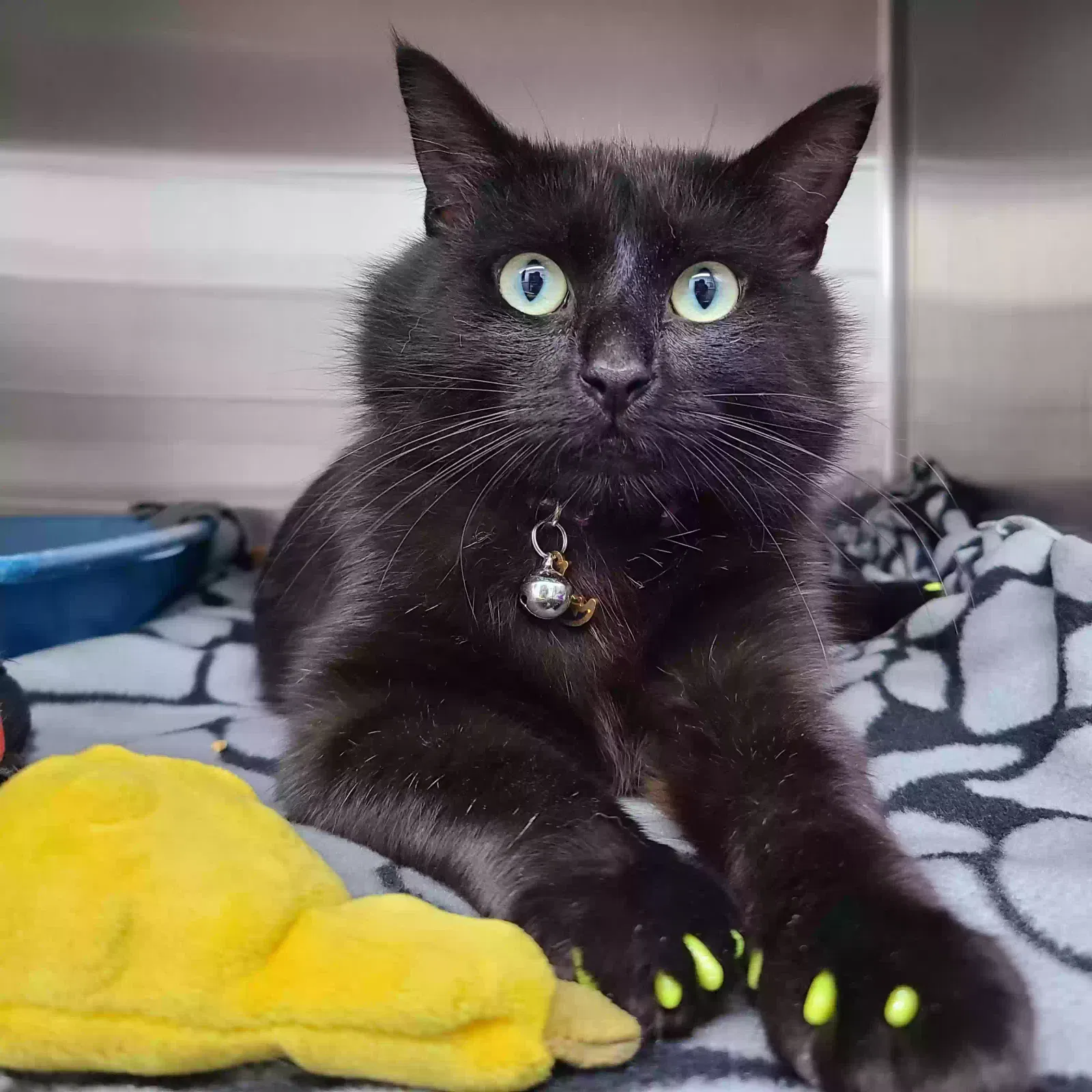 Lost cat in Roseville, MI, 48066
