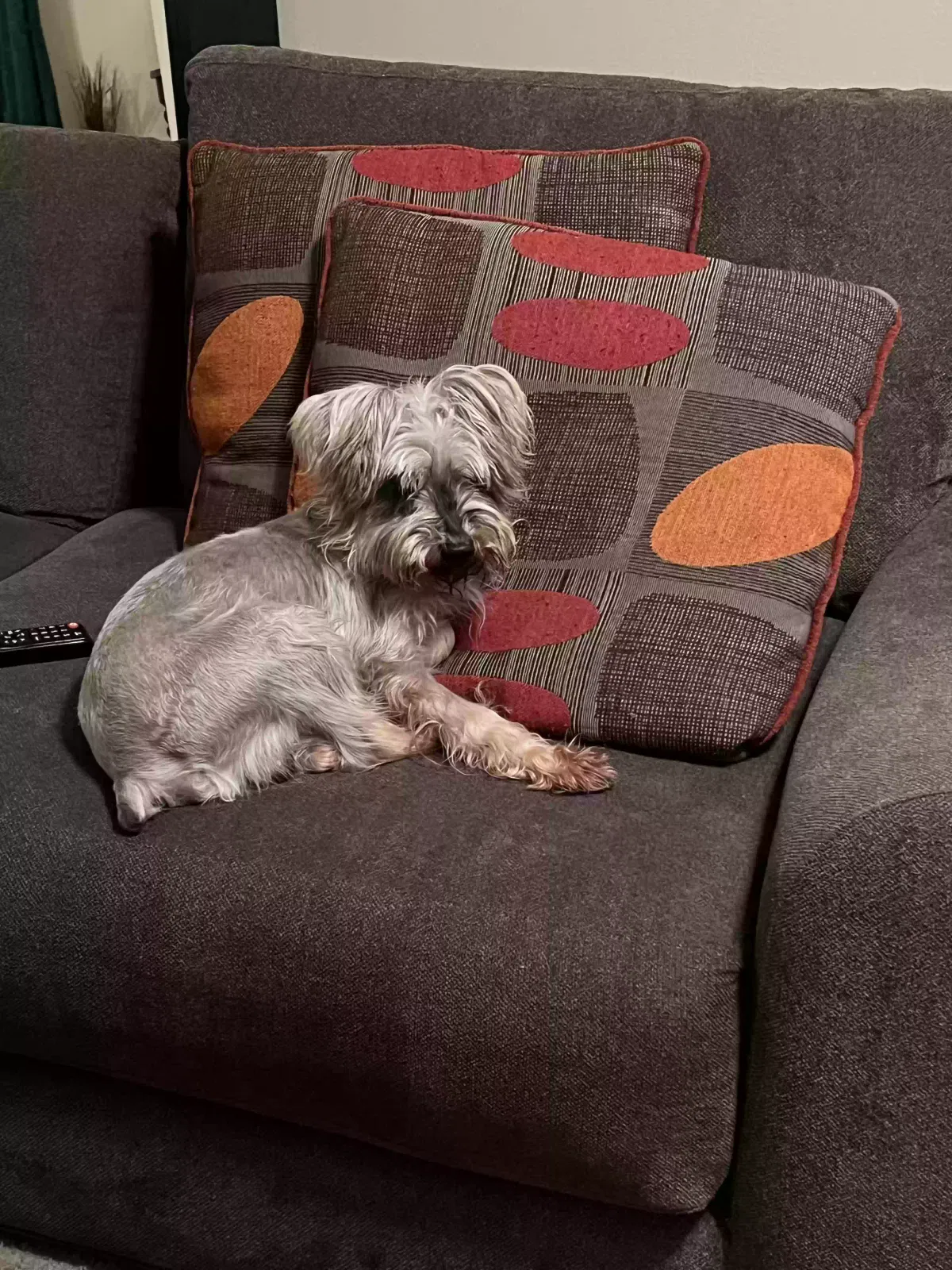 Lost dog in Houston, TX, 77079