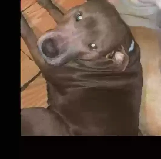 Lost dog in Battle Creek, MI, 49015